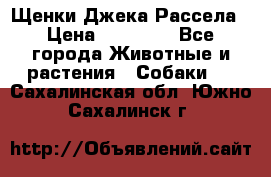 Щенки Джека Рассела › Цена ­ 10 000 - Все города Животные и растения » Собаки   . Сахалинская обл.,Южно-Сахалинск г.